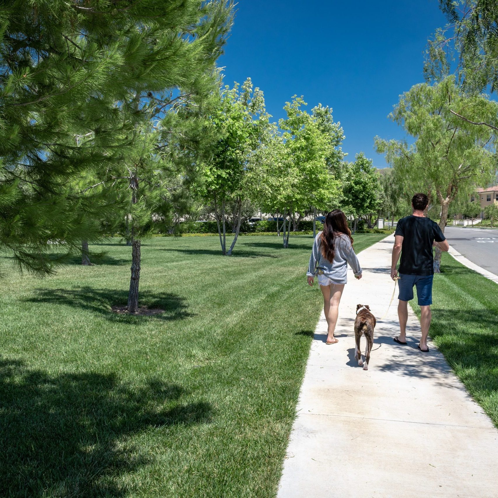 A young trendy couple out walking their dog in the middle of the day in an upscale neighborhood.